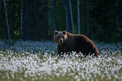 Bruine beer-Brown bear-Braunbar-Ursus-arctos-Finland-Finnland-martinselkonen.fi