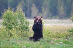 Bruine beer-Brown bear-Braunbar-Ursus-arctos-Finland-Finnland-wildfinland.org