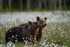 Bruine beer-Brown bear-Braunbar-Ursus-arctos-Finland-Finnland-martinselkonen.fi