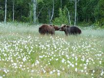 Bruine beer-Brown bear-Braunbar-Ursus-arctos-Finland-Finnland-martinselkonen.fi