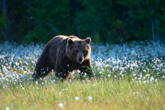 Bruine beer-Brown bear-Braunbar-Ursus-arctos-Finland-Finnland-martinselkonen.fi