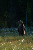 Bruine beer-Brown bear-Braunbar-Ursus-arctos-Finland-Finnland-martinselkonen.fi
