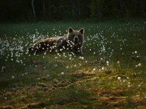 Bruine beer-Brown bear-Braunbar-Ursus-arctos-Finland-Finnland-martinselkonen.fi