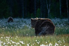 Bruine beer-Brown bear-Braunbar-Ursus-arctos-Finland-Finnland-martinselkonen.fi
