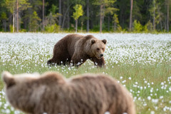 Bruine beer-Brown bear-Braunbar-Ursus-arctos-Finland-Finnland-martinselkonen.fi