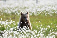 Bruine beer-Brown bear-Braunbar-Ursus-arctos-Finland-Finnland-martinselkonen.fi