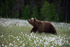 Bruine beer-Brown bear-Braunbar-Ursus-arctos-Finland-Finnland-martinselkonen.fi