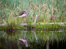 Groenpootruiter-Common greenshank-Grünschenkel-Tringa nebularia-Finland-Finnland