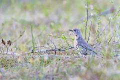 Grotelijster-Mistle thrush-Misteldrossel-Turdus viscivorus-Finland-Finnland