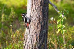 Grote-bonte-specht-Great-spotted-woodpecker-Buntspecht-Dendrocopos-major-Finland-Finnland