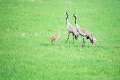 Kraanvogel met jongen-Crane-Kranich-Grus grus-Finland-Finnland