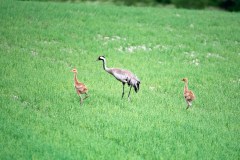 Kraanvogel met jongen-Crane-Kranich-Grus grus-Finland-Finnland