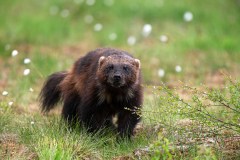 Veelvraat-Wolverine-Vielfras-Gulo gulo-Finland-Finnland-wildfinland.org