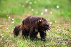 Veelvraat-Wolverine-Vielfras-Gulo gulo-Finland-Finnland-wildfinland.org
