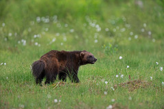 Veelvraat-Wolverine-Vielfras-Gulo gulo-Finland-Finnland-wildfinland.org