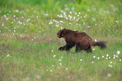 Veelvraat-Wolverine-Vielfras-Gulo gulo-Finland-Finnland-wildfinland.org