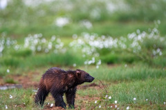 Veelvraat-Wolverine-Vielfras-Gulo gulo-Finland-Finnland-wildfinland.org