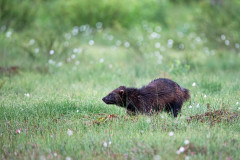 Veelvraat-Wolverine-Vielfras-Gulo gulo-Finland-Finnland-wildfinland.org