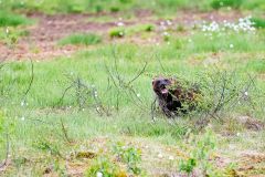 Veelvraat-Wolverine-Vielfras-Gulo gulo-Finland-Finnland-wildfinland.org