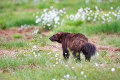 Veelvraat-Wolverine-Vielfras-Gulo gulo-Finland-Finnland-wildfinland.org