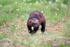 Veelvraat-Wolverine-Vielfras-Gulo gulo-Finland-Finnland-wildfinland.org