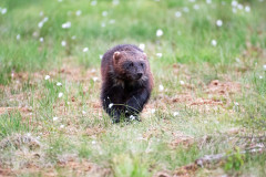 Veelvraat-Wolverine-Vielfras-Gulo gulo-Finland-Finnland-wildfinland.org