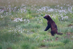 Veelvraat-Wolverine-Vielfras-Gulo gulo-Finland-Finnland-wildfinland.org