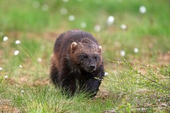 Veelvraat-Wolverine-Vielfras-Gulo gulo-Finland-Finnland-wildfinland.org