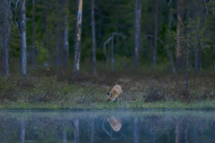 Vos-Red fox-Fuchs-Vulpes vulpes-Finland-Finnland