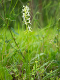 Welriekende nachtorchis-Lesser butterfly orchid-Zweiblattrige Waldhyazinthe-Platanthera bifolia-Finland-Finnland