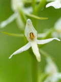 Welriekende nachtorchis-Lesser butterfly orchid-Zweiblattrige Waldhyazinthe-Platanthera bifolia-Finland-Finnland