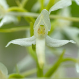 Welriekende nachtorchis-Lesser butterfly orchid-Zweiblattrige Waldhyazinthe-Platanthera bifolia-Finland-Finnland