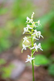 Welriekende nachtorchis-Lesser butterfly orchid-Zweiblattrige Waldhyazinthe-Platanthera bifolia-Finland-Finnland
