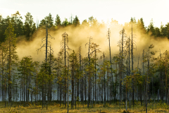 Witte-wieven-Mist in forrest-Nebel im Wald-Finland-Finnland