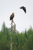 Zeearend-White-tailed-eagle-Seeadler-Haliaeetus-albicilla-Finland-Finland