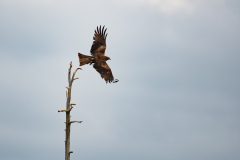 Zwarte wouw-Black kite-Schwartzmilan-Milvus migrans-Finland-Finnland