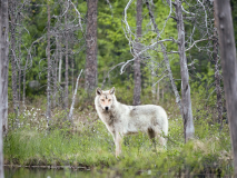 Wolf-Canis lupus-Finland-Finnland