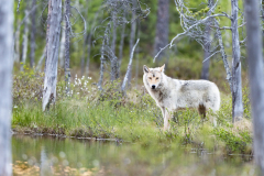 Wolf-Canis lupus-Finland-Finnland