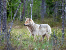 Wolf-Canis lupus-Finland-Finnland