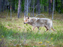 Wolf-Canis lupus-Finland-Finnland