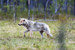 Wolf-Canis lupus-Finland-Finnland