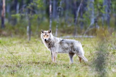 Wolf-Canis lupus-Finland-Finnland