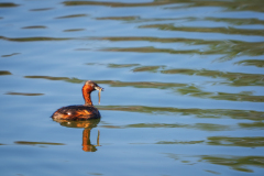 Dodaars-met-Kleine-modderkruiper-Little-grebe-with-Spined-loach-Zwergtauger-mit-Steinbeiser