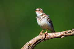 Boomleeuwerik-Wood lark-Heidelerche-Lullula arborea