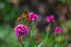 Kardinaalsmantel-Cardinal-Kardinal-Argynnis pandora