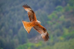 Rode wouw-Red kite-Rotmilan-Milvus milvus