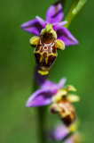 Sniporchis-Woodcock bee-orchid-Schnepfen-Ragwurz-Ophrys scolopax