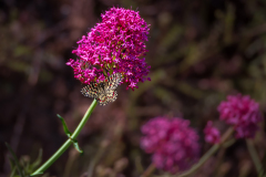 Spaanse pijpbloemvlinder-Spanish festoon-Spanische Osterluzeifalter-Zerynthia rumina