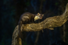 Steenmarter-Beech marten-Steinmarder-Martes foina-Frankrijk-France-Frankreich