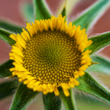 Stekelig sterrenoogje-Spiny starwort-Stechende Sternauge-Pallenis spinosa